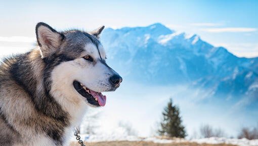 Alaskan Malamute Dog Breed Information Purina